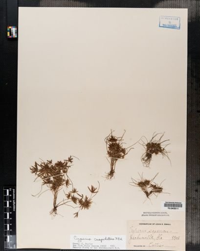 Cyperus