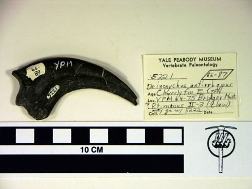 Deinonychus antirrhopus
