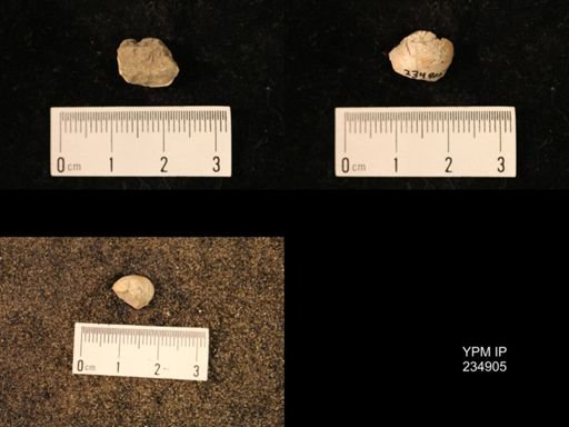 Marginifera fragilis