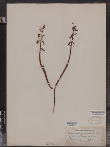 Corallorhiza maculata