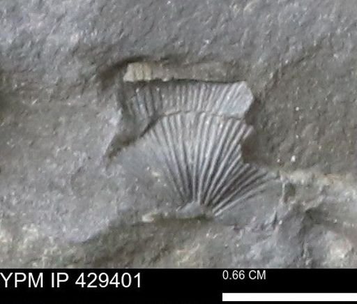 Devonochonetes scitulus