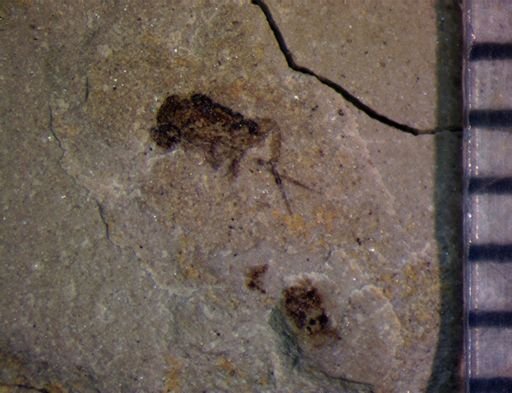 undet. Diptera