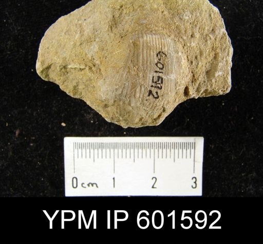 Diaphragmus tenuicostiformus