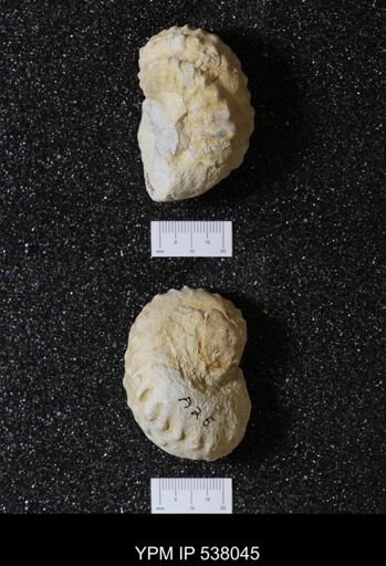 Mariella (Wintonia) bosquensis