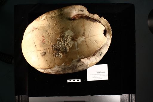 Pseudemys concinna