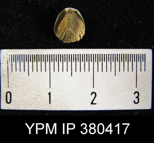Camarotoechia indianensis