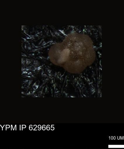 undet. Foraminiferida