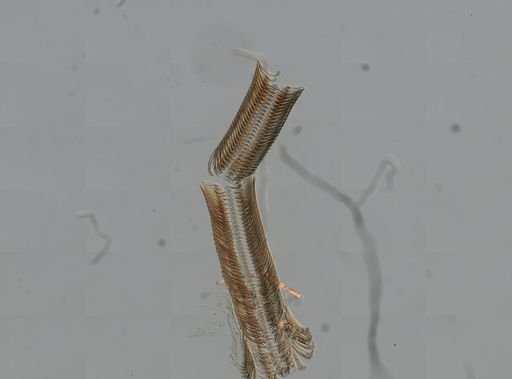 Elimia virginica