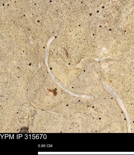 Mollusca