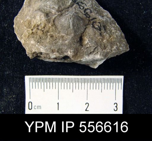 Chonetes scitulus