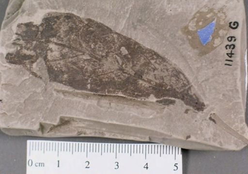 Andromeda flexuosa