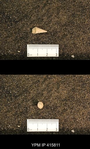 Meekospira choctawensis