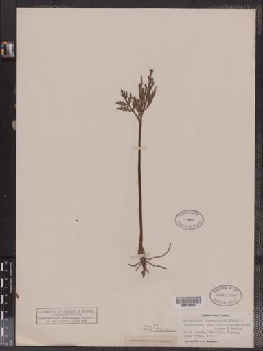Botrychium lanceolatum angustisegmentum