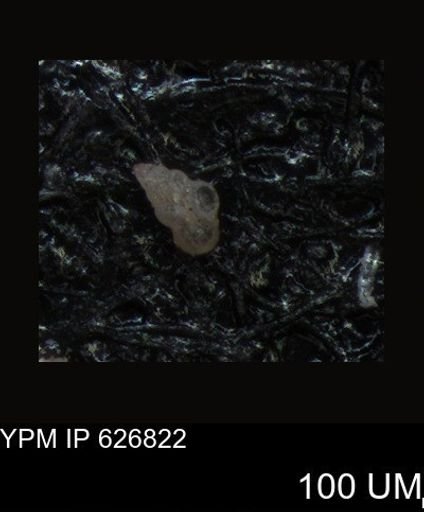 undet. Foraminiferida