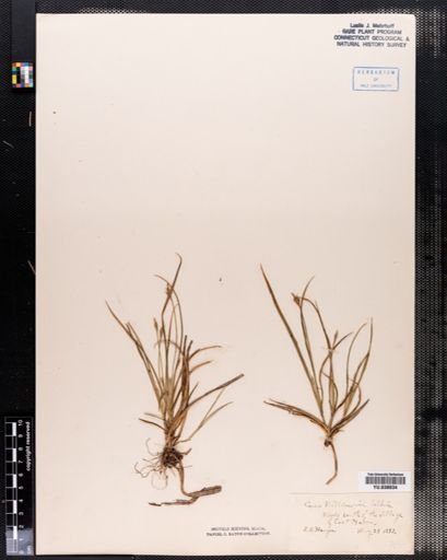 Carex willdenowii