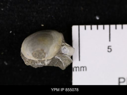 Protocardia subquadrata