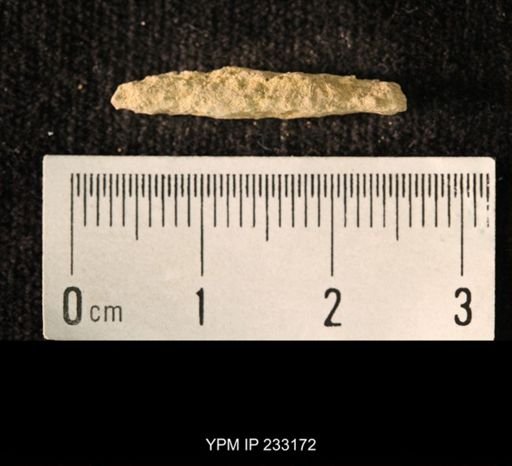 Archaeocidaris sp.