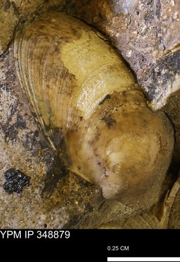 Limopsis striatopunctatus