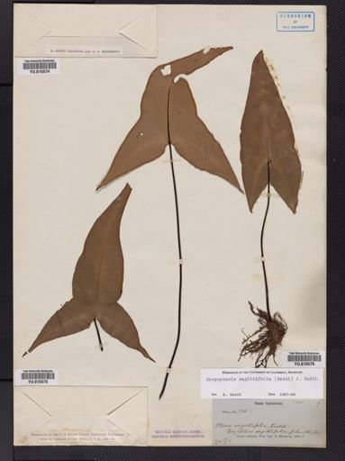 Doryopteris