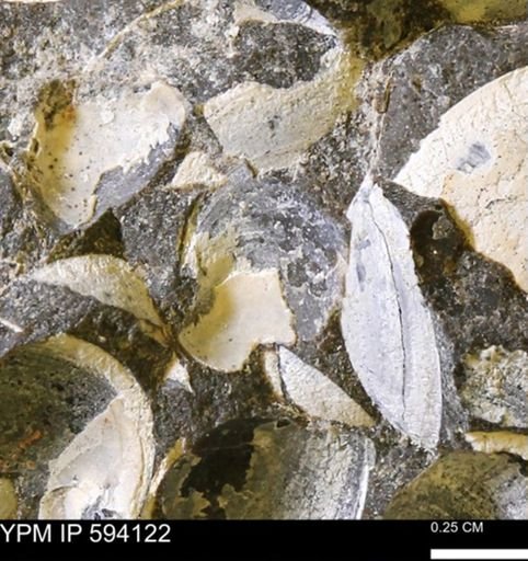 Limopsis? striatopunctatus