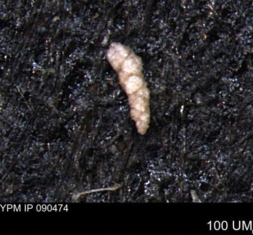 Verneuilinoides hectori
