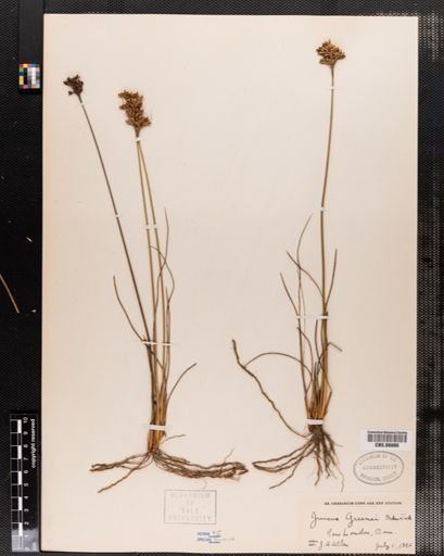Juncus