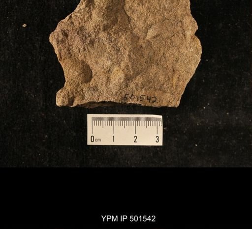 Astartella sp.