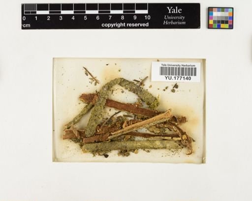 Plantae