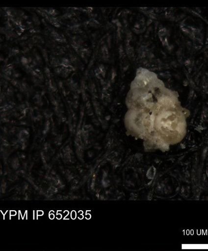 undet. Heterohelicidae