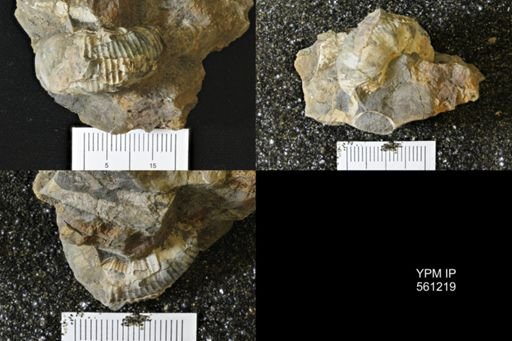 Scaphites sp.