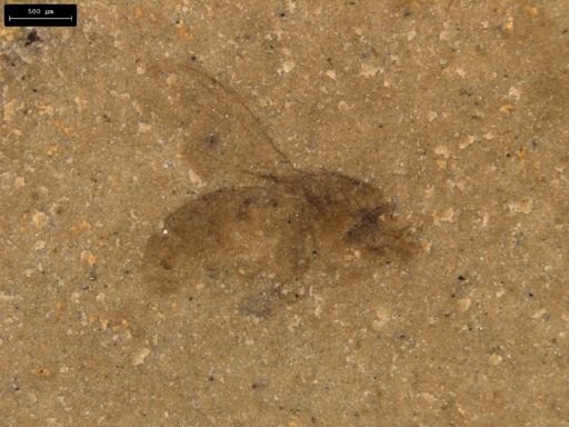 undet. Diptera