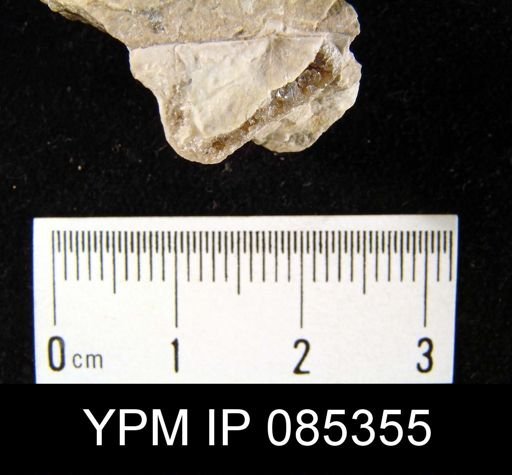 Marginifera wabashensis