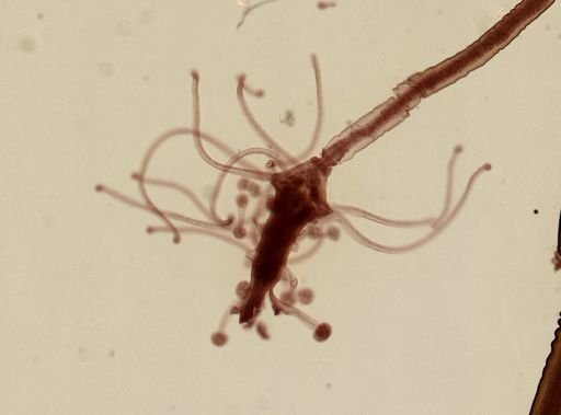 Pennaria disticha