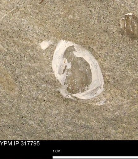 undet. Bivalvia