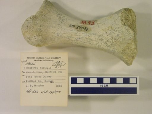 Teleoceras fossiger