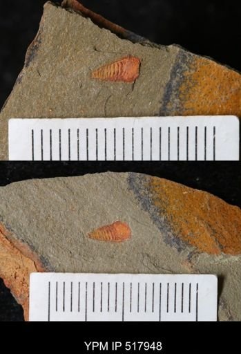 undet. Synziphosurina