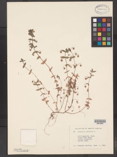 Plantae