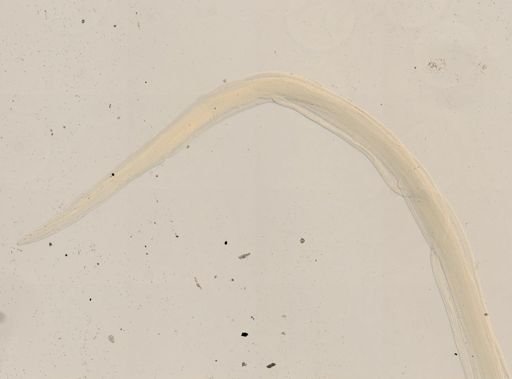 Haemonchus contortus