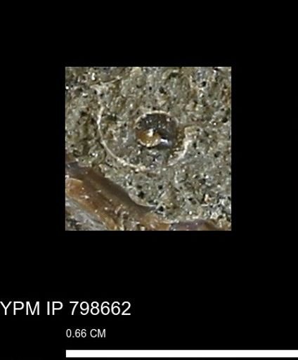 undet. Gastropoda