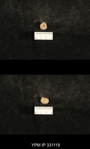 Trepospira sphaerulata