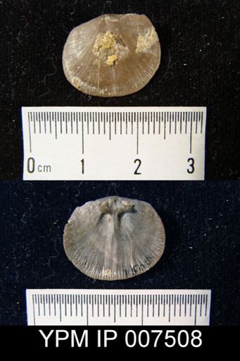 Dalmanella meeki