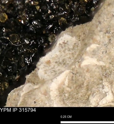 undet. Mollusca