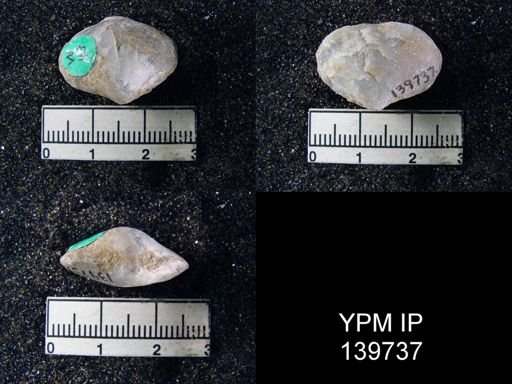 Athyris cf. subexpansa