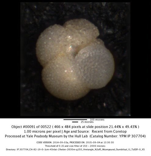 Neogloboquadrina incompta