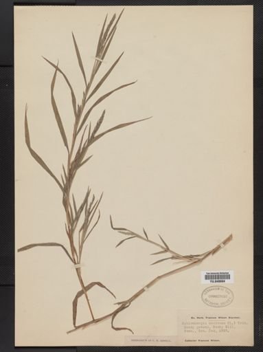 Muhlenbergia mexicana