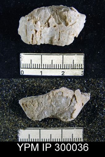 Productus guadalupensis
