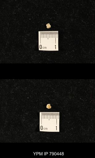 taxon undetermined