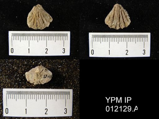 Hustedia diabloensis