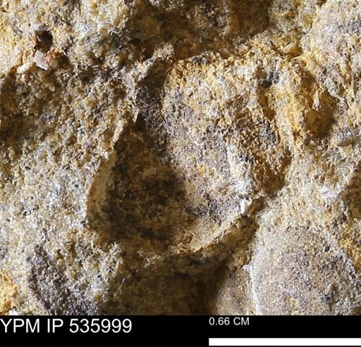 undet. Mollusca
