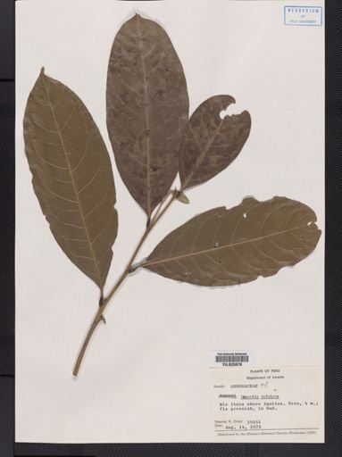 Duguetia